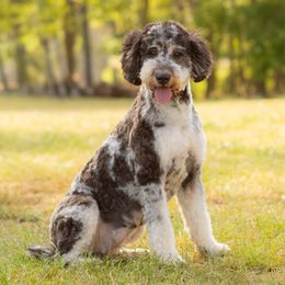 Bayleigh - Goldendoodle