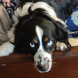 Maizy - Miniature Australian Shepherd