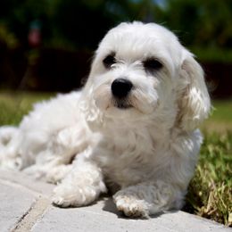 Molly - Maltese