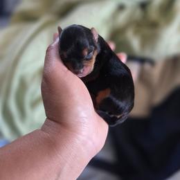 Kitana - Black and tan female Yorkshire Terrier puppy in California from Corazon de gigante
