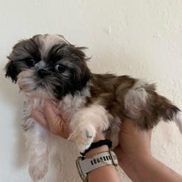 Penny AKC Shih Tzu Champion bloodline - Tricolor female Shih Tzu puppy in Long Beach, California from Shih Zu’s of Long Beach