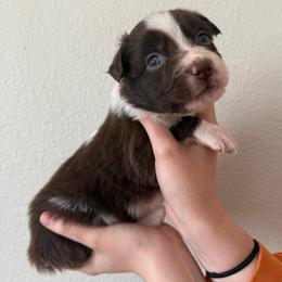 Olive - Red tri-color female Australian Shepherd puppy in Weeki Wachee, Florida from Ace of Spades Australian Shepherds