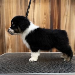Boston - Black tri male Miniature American Shepherd puppy in Snyder, Texas from RLA Miniature American Shepherds