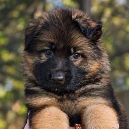 Alpha - Sable male German Shepherd puppy in Canton, Texas from WILDWOOD GERMAN SHEPHERDS