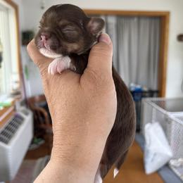 Chihuahua Puppies from Home Grown Chihuahuas From Iowa