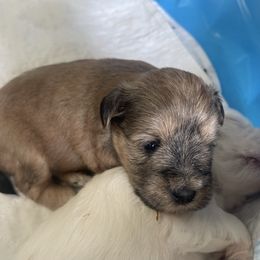 Happy - Wheaten female Miniature Schnauzer puppy in Brundidge, Alabama from Deez Pups Magnificent Schnauzers
