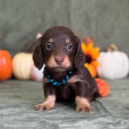 Tanner - Chocolate and tan male Dachshund puppy in Lincoln, Arkansas from Red Dirt Dachshunds