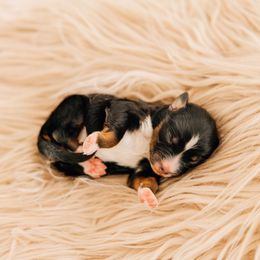 Turkey - Black tri female Miniature Australian Shepherd puppy in Enoch, Utah from Twisted H Aussies
