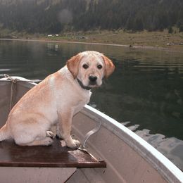 Labrador Retriever Puppies from Cecilie Drege