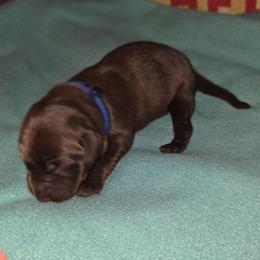Blue collar - Chocolate male Labrador Retriever puppy in Arlington, Washington from Stout's Hunting Labs and trsbullies