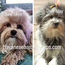 Havanese puppies from Havanese Havaton Pups