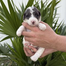Light blue - Parti female Goldendoodle puppy in Cape Coral, Florida from Magnolia Doodles co.