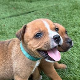 Trixie - Red and white female Staffordshire Bull Terrier puppy in Port Saint Lucie, Florida from Southern Staffies