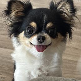 Flora - Chihuahua
