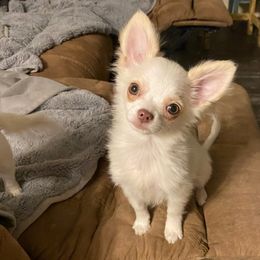 Clyde - Chihuahua