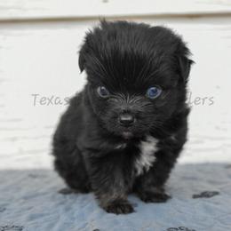 Male - Black tri male Toy Australian Shepherd puppy in Lubbock, Texas from Texas Bluebonnet Herders