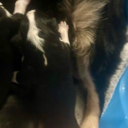 Shock - Black tri female Miniature Australian Shepherd puppy in Interlachen, Florida from Lucky Bones Miniature Australian Shepherds