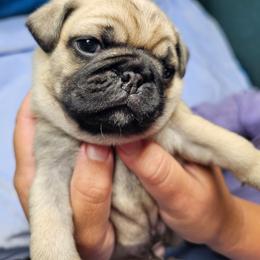 Baby boy - Fawn male Pug puppy in Kodak, Tennessee from My Princess Pugs