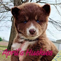 Teal - Red and white female Siberian Husky puppy in Terre Haute, Indiana from April's Huskies