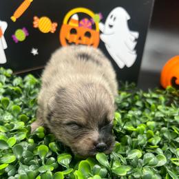 Boy 3 - Blue merle and tan tri male Pomeranian puppy in Brentwood, California from Royalpawpoms