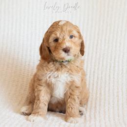 Green Collar Boy - Caramel cream male Australian Labradoodle puppy in Thousand Oaks, California from Lovely Doodle Lane