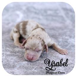 YSABEL - AKC Registered 3400 - Chocolate and cream female Dachshund puppy in Graceville, Florida from Misty's 101 Doxies