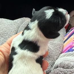 Fame - Black and white female Schnoodle puppy in Temple, Texas from Schnauzers Of Taylor