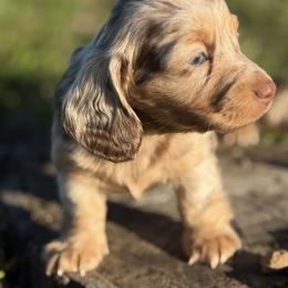 Dachshund Puppies from Red Dirt Doxies