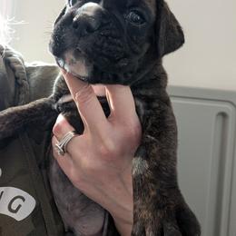Rocco - Brindle male Boxer puppy in Wellington, Ohio from Brinkhaven Boxers