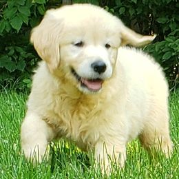 Goldendoodle and Golden Retriever Puppies from Servant Kennel