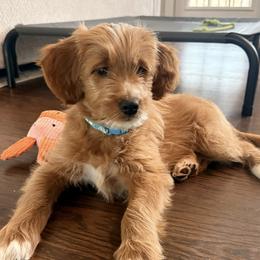 Girl 3 - female Goldendoodle puppy in Ball Ground, Georgia from Skye Blue Goldendoodles