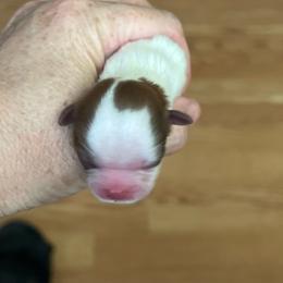 Girl 1 - Red and white female Shih Tzu puppy in Clifton Springs, New York from Whispering Winds Charmed Hollow