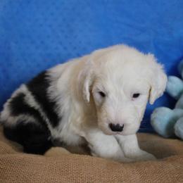 AKC Joker - Blue Eyed - Gray and white male Old English Sheepdog puppy in Fair Grove, Missouri from Prata's OES
