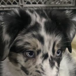 Australian Shepherd Puppies from Sara's Nor-Cal Aussies