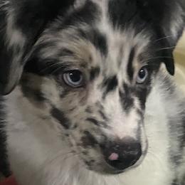 Australian Shepherd Puppies from Sara's Nor-Cal Aussies