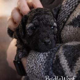 Wolfie Von BridleWoof - Sable male Goldendoodle puppy in Great Barrington, Massachusetts from BridleWoof