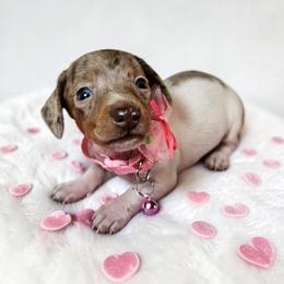 Pixie - Piebald female Dachshund puppy in Alvin, Texas from Cosson's Dachshunds of Alvin