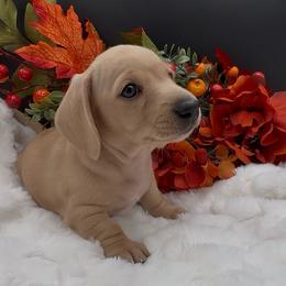 Winter - Cream female Dachshund puppy in Woodland, California from Long Little Doggies