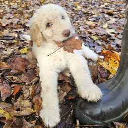 Echo - Cream male Labradoodle puppy in Lansing, North Carolina from Murphy Manor Mountain Doodles