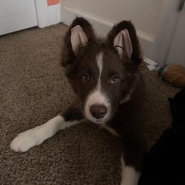 Border Collie Puppies from Bite back border collies