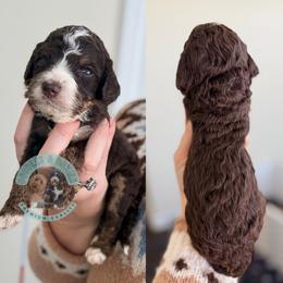 Rudolph - Tri-color male Bernedoodle puppy in Marion, Ohio from Doodles & Doxies