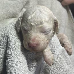 Pink collar - Cream male Goldendoodle puppy in Mc Cook, Nebraska from Powers Doodles