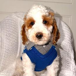 Lumiere - Parti male Goldendoodle puppy in Beecher, Illinois from Erica’s Doodles