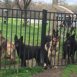 German Shepherds from Mercer's Kennel