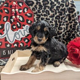 Aussiedoodle, Australian Shepherd, Bernedoodle, Cockapoo, and Poodle Puppies from Sis' Doodles & Poodles