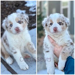 Boy 6 (Colosseum) - Red merle Australian Shepherd puppy in Utah from Sage Brook Companions