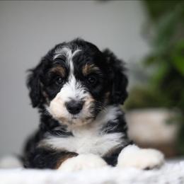 Dahlia - Black tri-color female Aussiedoodle puppy in Tonopah, Arizona from Kae's Kennels