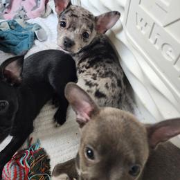 Companion Cross and French Bulldog Puppies from Legends Frenchton's, French Bulldogs & French Bullhuahua's