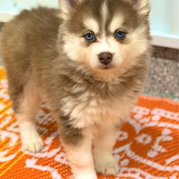 Floatie - Red and white female Pomsky puppy in Centerville, Iowa from LJ Kennels Pomskies, LLC