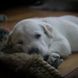 Aayla - Yellow Labrador Retriever puppy in Whitehall, Montana from Heart of Montana Labradors